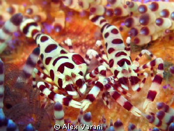 Periclemenes Coleman twins... by Alex Varani 